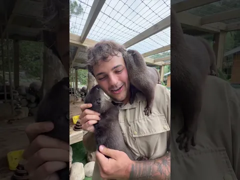 Lola the otter finally gets a sister🥹