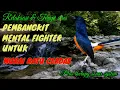Download Lagu Terapi murai batu malam hari untuk rileksasi mental stres macet bunyi