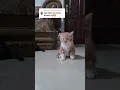 Lagu kucing bersin #kucing #catsoftiktok #kucingbersin