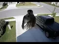 Download Lagu This Bird's Wing Flapping Is Synced With A Camera's Frame Rate And It's Mind Boggling