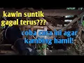 Download Lagu Penyebab kawin suntik (IB) sering gagal dan solusinya agar kambing bisa hamil/ bunting