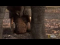 Elephant in the Mirror | Mind of a Giant
