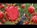 Download Lagu Harvest RIPE Dragon fruit to sell at market - Cook Yummy fish for little daughter