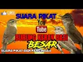Download Lagu SUARA PIKAT BURUNG KERAK BASI BESAR ||SUARA BURUNG KERAK BASI BESAR ASLI ALAM