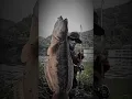 Download Lagu Casting toman babon di bendungan #mancing #angler #toman