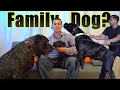 Download Lagu Presa Canario as a Family Dog: What You Need to Know