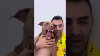 احساس آرامش و رفع استرس با نوازش سگ پیتبول دندنها