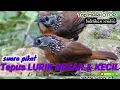 Download Lagu Suara Pikat burung TEPUS LURIK Top MARKOTOP