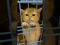 Download Lagu Anak kucing meong-meong|cute cat#youtubeshorts