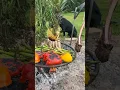Open Fire Cooking