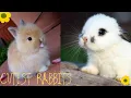 Cutest baby Rabbit Compilation of Pinterest 2020 Cutest animals moments