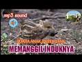 suara pikat babi hutan ampuh#suarapikat