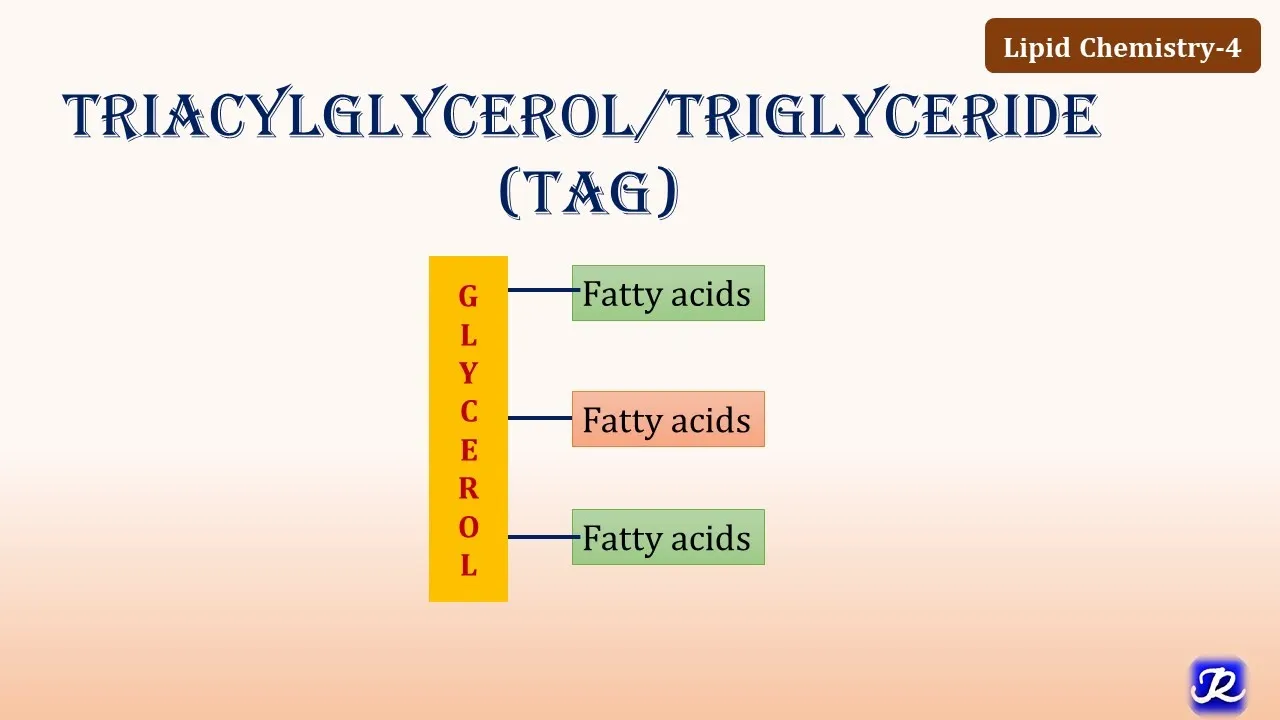 4: Triacylglycerol/ Triglycerides | Lipid Chemistry-4 | Biochemistry | N'JOY Biochemistry