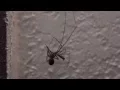 Daddy Long legs vs Black Widow