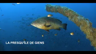 video_image