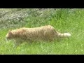 Cat Carlos protect his girlfriend Peggy without fight against a foreign cat Only with one look