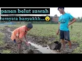 Download Lagu Nyangkul belut di sawah tak disangka belutnya banyak ..!!! MP3