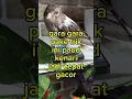Download Lagu tips paud cepat gacor#shorts#kenari #kenarigacor#canary #birds #canarysinging