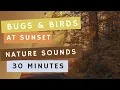 Download Lagu 30 Minutes Nature Sounds: Bugs and Birds at Sunset for Sleep, Focus, Studying, and More