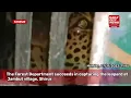 Download Lagu The Forest Department succeeds in capturing the leopard at Jambut village, Shirur