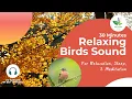 Download Lagu 30 Minutes Nature Bird Sounds for Sleep and Relaxation