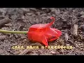 陳淑樺民歌經典（内附歌詞）01 夕陽伴我歸；02 秋意上心頭；03 娃娃的故事；04 紅磚路