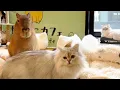 Japan s Capybara Cat Cafe The only place in the world