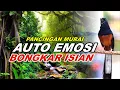 Lagu Pancingan Murai Batu Full Isian Tembakan Kasar buat Murai diam lansung Bongkar Isian