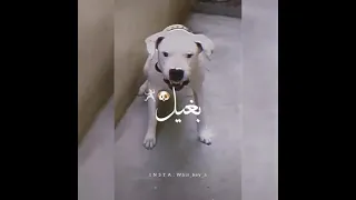 مهرجان كلبي ده كل ابتريل   حلقولو   لسه منزلش     دندنها