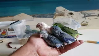 افراخ طيور باروليت فوربس 