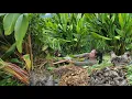 Download Lagu Harvest giant black forest turmeric bring it to the market to sell, clean and dry for medicine.