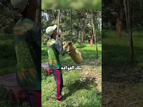 #shorts هذه الفاكهة مختلفة عن غيرها! 😱🍉
