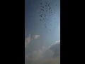 اغنية برج حمام _محمد منير