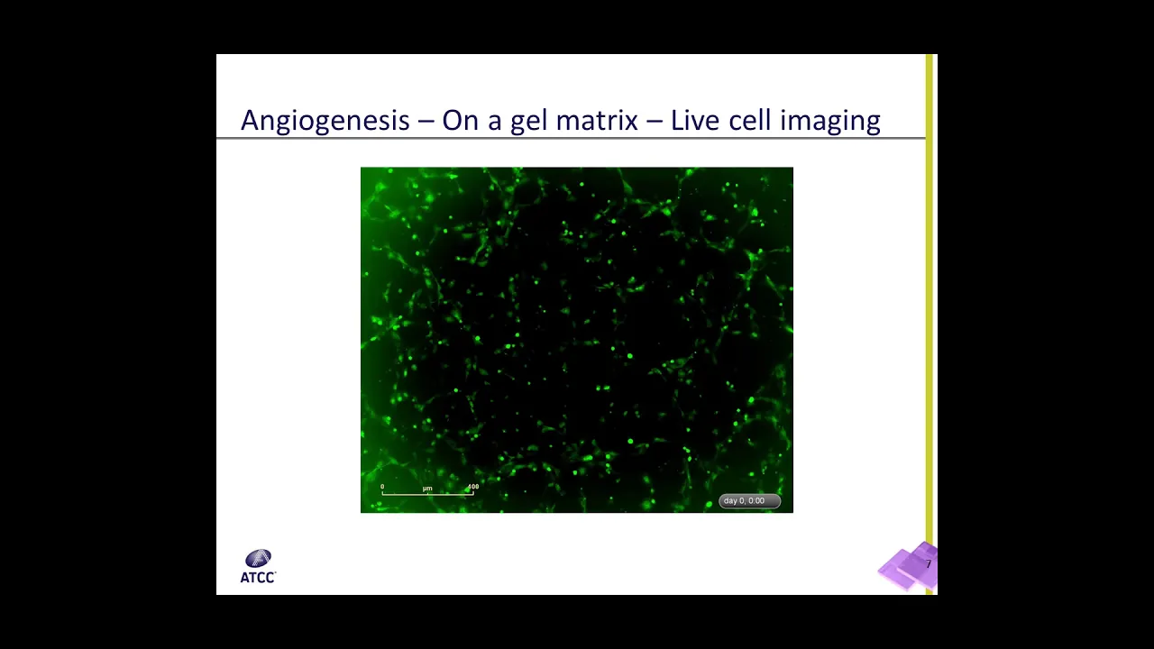 In Vitro Model of Angiogenesis Webinar