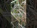 Download Lagu Penyebab Bulir Padi Hampa #shorts #agriculture