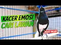 Download Lagu KACER GACOR EMOSI CARI LAWAN AWAS KACERMU IKUT GACOR KONSLET !! PANCINGAN KACER GACOR ISIAN..