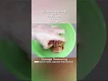 Download Lagu How to make Karaage Recipe.(Japanese Fried chicken) から揚げレシピ