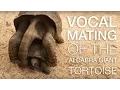 Aldabra Giant Tortoise Mating - Mauritius