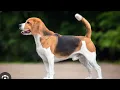 Dog mating