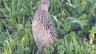 أنثى السمان تضيع بين الأعشاب وتبحث عن الأخرين دندنها