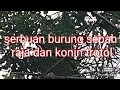 baru pasang pulut langsung di serbu burung sepah raja dan Kolibri ninja trotol