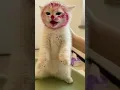 kelakuan kucing lucu bikin ketawa