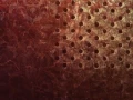 Caspian - Concrescence