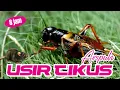 Download Lagu Ampuh Usir Tikus | Jangkrik Pengusir Tikus