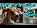 Reduce Anxiety and Grow Your Dogs Confidence with these Pro Dog Training Tips