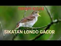 Download Lagu Terapi Kicau Suara Burung Sikatan Londo Gacor / Suara Air Gemericik Mengalir Bikin Tenang