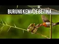 Download Lagu Suara Pikat Burung Kemade Betina Ampuh PANCING Kemade Jantan Bunyi ||#Mp3Pikat #Suarapancingan