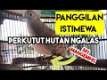 Download Lagu Pancingan Perkutut Gacor 1 NON STOP NYAHUT Tanpa Putus 24 JAM Pikatan Lokal !!!