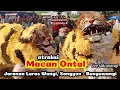 Lagu Atraksi Macan Ontal | Jaranan Laras Wangi Songgon - Banyuwangi | Live Sidowangi