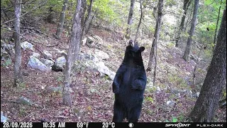 We Found our Target Bear!! Scouting for Bear Season!!